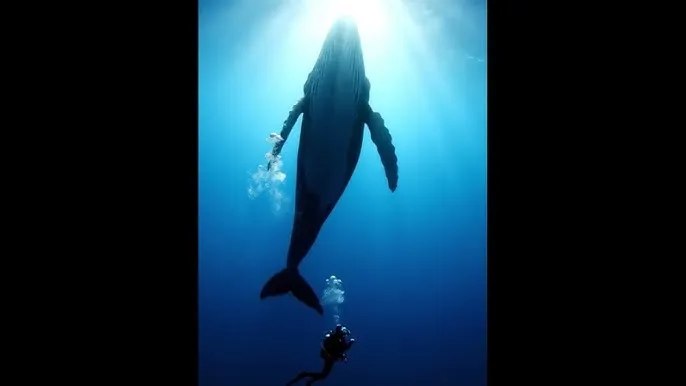 女神视频 - 深蓝星球：探索海洋深处的未知世界